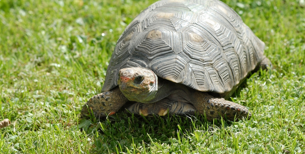 Gopher Tortoise