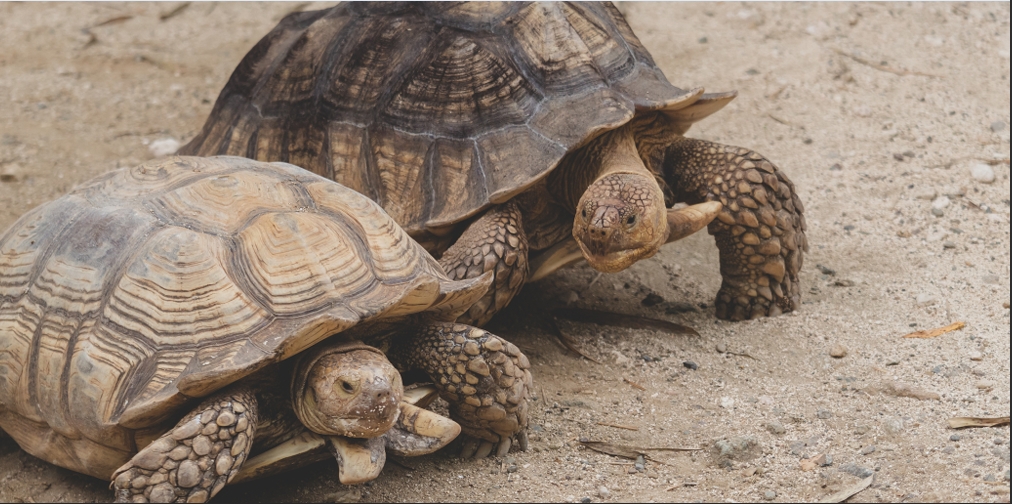 Gopher Tortoise