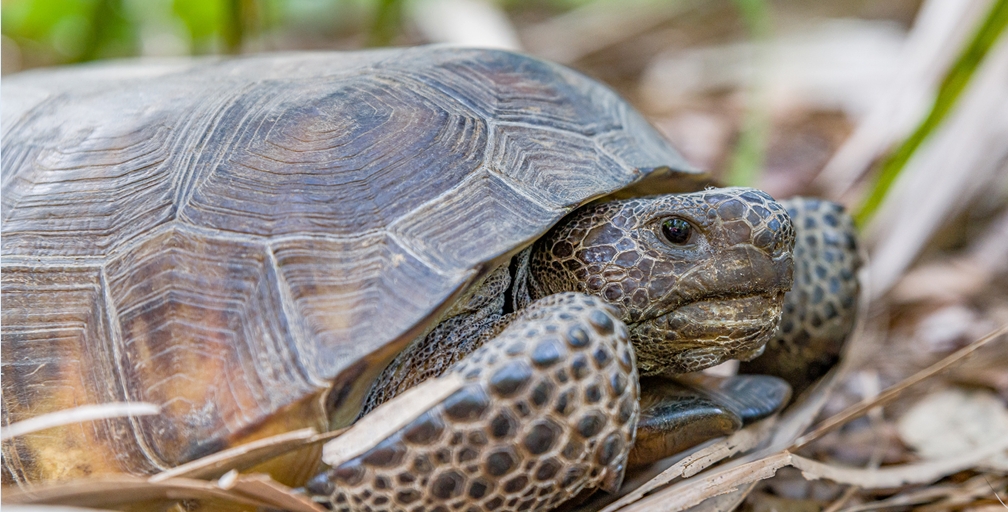 Gopher Tortoise