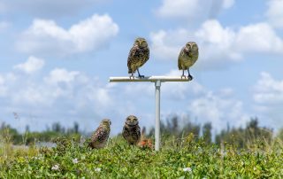 Photograph of four burrowing owls in a grassy field under a partly cloudy sky, with two owls perched on a white metal T-shaped stand and two on the ground. The scene highlights natural habitat and behavior of owls, with green vegetation and distant trees providing context.