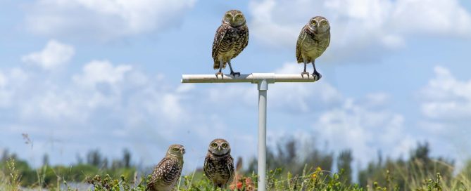 Photograph of four burrowing owls in a grassy field under a partly cloudy sky, with two owls perched on a white metal T-shaped stand and two on the ground. The scene highlights natural habitat and behavior of owls, with green vegetation and distant trees providing context.