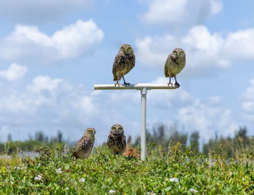 Protected: Protected: The Burrowing Owl and Our Commitment to Conservation