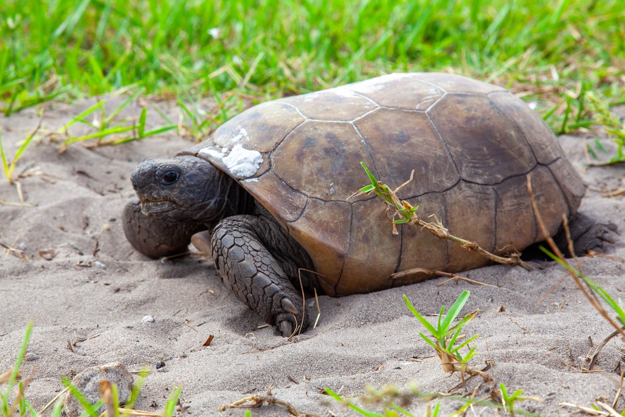 Photograph of a tortoise resting on sandy ground with sparse green grass surrounding it. The tortoise has a brown, slightly weathered shell with visible scutes and a small patch of white on top.