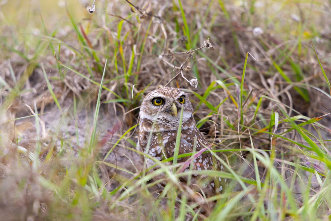 Photograph of a burrowing owl partially hidden among dry grass and plants, showcasing its natural camouflage. The owl's bright yellow eyes and speckled brown and white feathers contrast with surrounding green and brown vegetation.