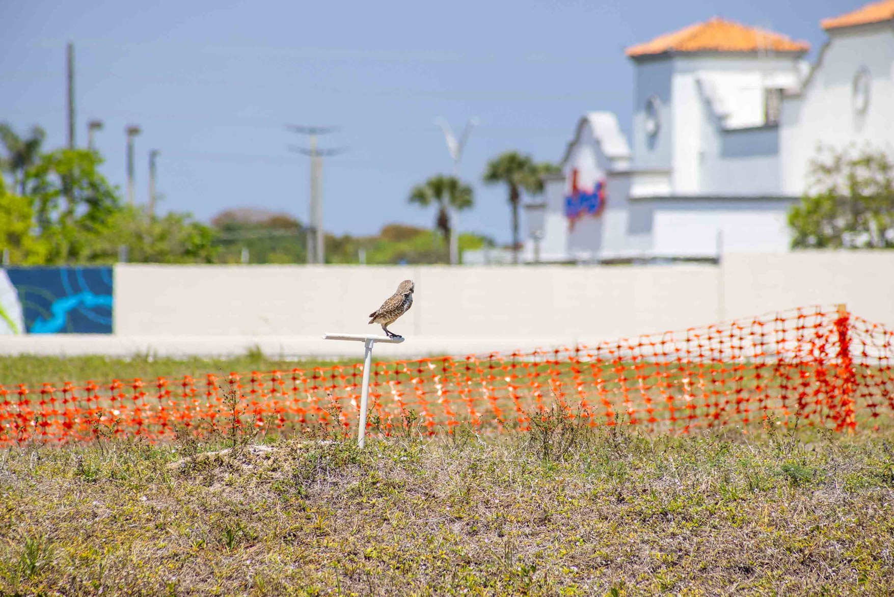 Photograph of a small bird perched on a white metal post in a grassy area with an orange plastic safety fence in the background. The scene includes distant palm trees and white buildings with orange roofs under a clear blue sky, suggesting a coastal or warm climate setting.
